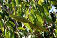 纳米比亚的花【原创-摄影】