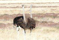 纳米比亚的鸟之2【原创-摄影】