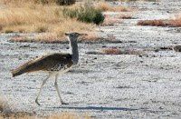 纳米比亚的鸟之3【原创-摄影】