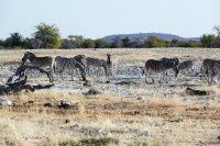 纳米比亚的动物之1【原创-摄影】