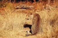 纳米比亚的动物之2【原创-摄影】