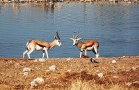 纳米比亚的动物之3【原创-摄影】