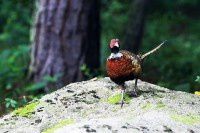 旺泉的环颈雉【原创-摄影】