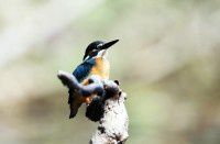 旺泉的小翠【原创-摄影】