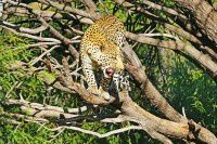 【原创】狂野非洲纳米比亚之动物篇 — 1