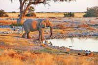 【原创】狂野非洲纳米比亚之动物篇 — 2