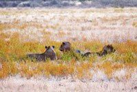 【原创】狂野非洲纳米比亚之动物篇 — 3