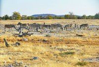 【原创】狂野非洲纳米比亚之动物篇 — 4