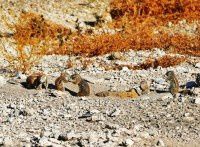 【原创】狂野非洲纳米比亚之动物篇 — 5