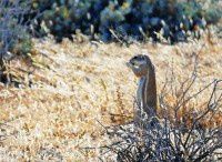 【原创】狂野非洲纳米比亚之动物篇 — 6