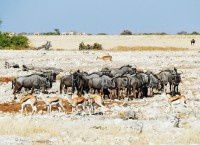 【原创】狂野非洲纳米比亚之动物篇 — 7