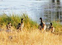 【原创】狂野非洲纳米比亚之鸟篇 — 1